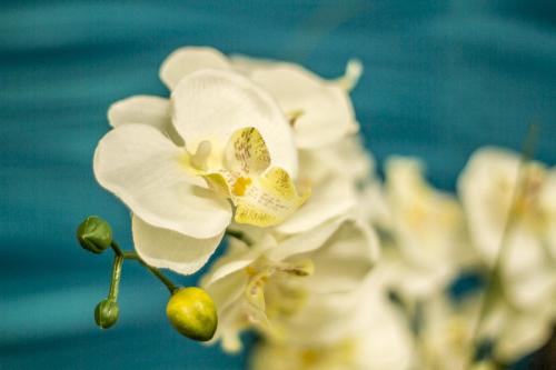 Floral Arrangements